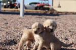 Purebred Golden Retreiver<br/>Registered Golden Retreiver Puppies﻿