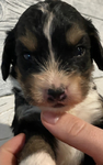 Puppies<br/>Micro Mini Bernedoodles and Corgipoo