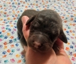 puppy<br/>AKC Standard Poodle puppies