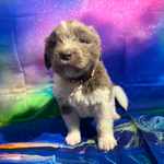 AKC Newfie Puppies<br/>9 of 11 AKC Newfoundland Puppies