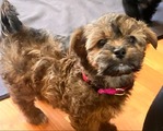 Shih Tzu Mix<br/>Puppies for sale