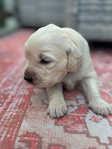 Golden Retriever<br/>AKC Puppies