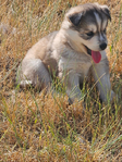 Siberian Husky Puppies