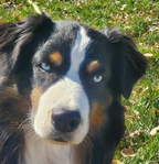 Australian Shepherd <br/>not your typical Australian Shepherd