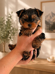 Puppies!<br/>Two Adorable Yorkie Puppies Looking for Forever Homes!