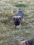 French Bulldog Puppies<br/>Frenchies Ready for Your Easter Gift