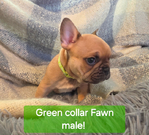 French Bulldog<br/>French Bulldog AKC