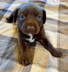 American Bandogge Mastiff Puppies <br/>American Bandogge Mastiff Puppies