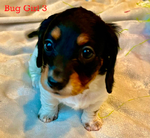 Longhair Dachshund AKC pups!<br/>DNA Tested AKC registered trained pups! 6 wks old!