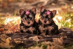 Yorkie Pups!!
