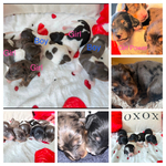 DNA tested Long Haired Dapple & Piebald Pups fully Registered AKC Dachshunds.<br/>3 WEEK OLD DACHSHUND PUPS!