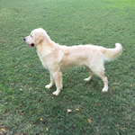 Golden Retriever<br/>AKC Puppies