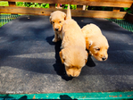 Goldendoodle