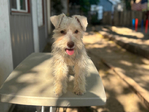 Miniature Schnauzer <br/> Miniature Schnauzer Puppies