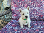 West Highland White Terriers