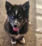AKC Siberian Husky Puppies