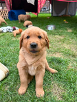 Dark Red Golden Retriever Puppies<br/>Dark Red Golden Retriever puppies