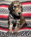 Bernedoodle Puppies (F1B)