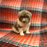 AKC Newfie Puppies<br/>9 of 11 AKC Newfoundland Puppies