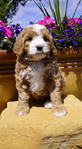 Bernedoodle Puppies<br/>Australian Bernedoodle Puppies