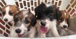 Jack Russell Pups<br/>Ready to Go!