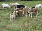 Kangal<br/>UKC Purebred Kangal Livestock Guardian puppies