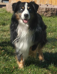 Australian Shepherd <br/>not your typical Australian Shepherd