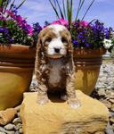 Bernedoodle Puppies<br/>Australian Bernedoodle Puppies