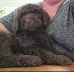 puppy<br/>AKC STANDARD POODLES