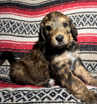Bernedoodle Puppies (F1B)