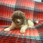 AKC Newfie Puppies<br/>9 of 11 AKC Newfoundland Puppies