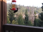 Wildernest<br/>Spacious and light top floor 3BR
