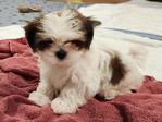 PUPPIES--<br/>10 WEEL OLD FULL BRED SHIH TZUS FOR SALE