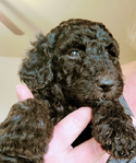 puppy<br/>AKC STANDARD POODLES
