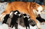 ASDR Pure Bred Miniature Australian Shepards