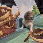 AKC Newfie Puppies<br/>9 of 11 AKC Newfoundland Puppies