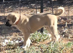 Kangal<br/>Kangal Guardian Puppies