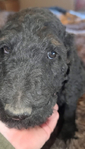 puppy<br/>AKC standard poodles
