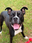 Bishop- a Boxer Mix<br/>Saved from Euthanasia- Needs a Home!