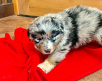 Puppies<br/>For Sale
Australian Shepherd