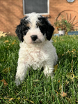 Puppies<br/>Micro Mini Bernedoodles and Corgipoo