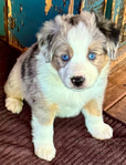 Miniature Australian Shepard<br/>PUPPIES!!!!