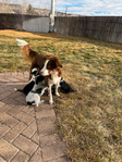Puppies - Aussie/Border Collie/Cattle Dog/Brittany<br/>Fully Socialized, well-loved farm and family dogs