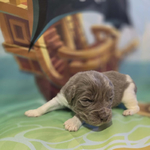 AKC Newfie Puppies<br/>9 of 11 AKC Newfoundland Puppies