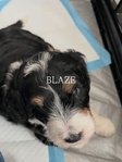 Dog<br/>8 stunning Golden Mtn. Doodle puppies for sale