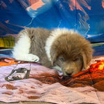 AKC Gray Newfoundland<br/>AKC Newfie Puppy - Pink - Female (Nippet)