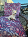 West Highland White Terriers