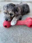 Puppies<br/>Goldendoodles