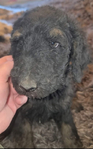 puppy<br/>AKC standard poodles