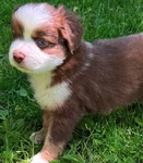 ASDR Pure Bred Miniature Australian Shepards
